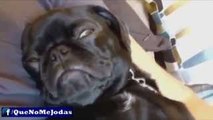 Los Perros Más Graciosos Y Divertidos #1 (Funny Dogs)