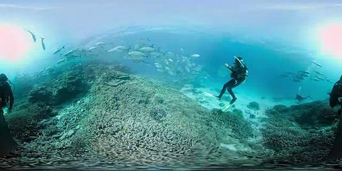 Dolphin encounter on the Great Barrier Reef
