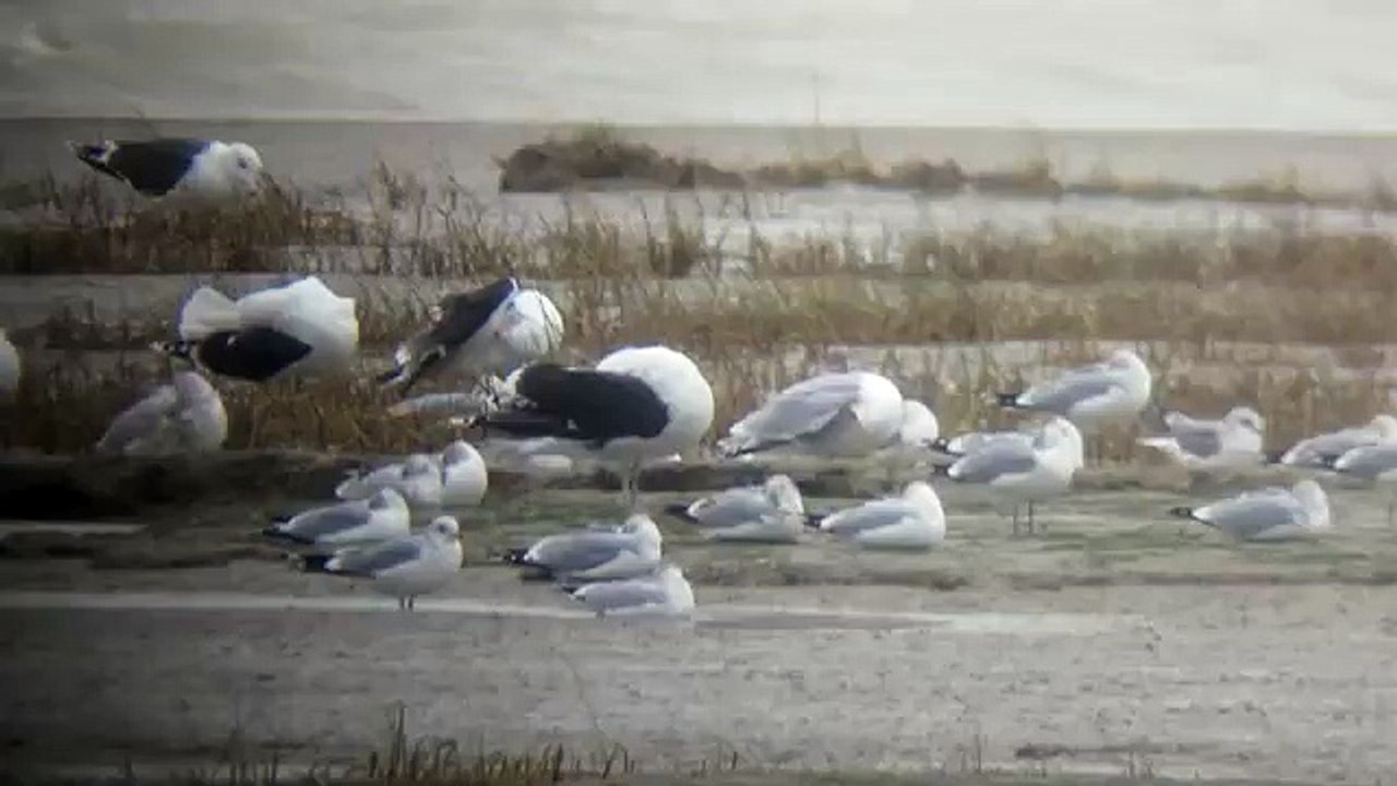 An interesting Gull - 29th January 2016 (Funny Videos 720p)