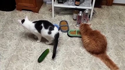 cats and cucumbers dont go along