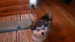 8 Weeks Old Malamute Puppy Lida _ Cutest Puppy Ever  _ by Every New