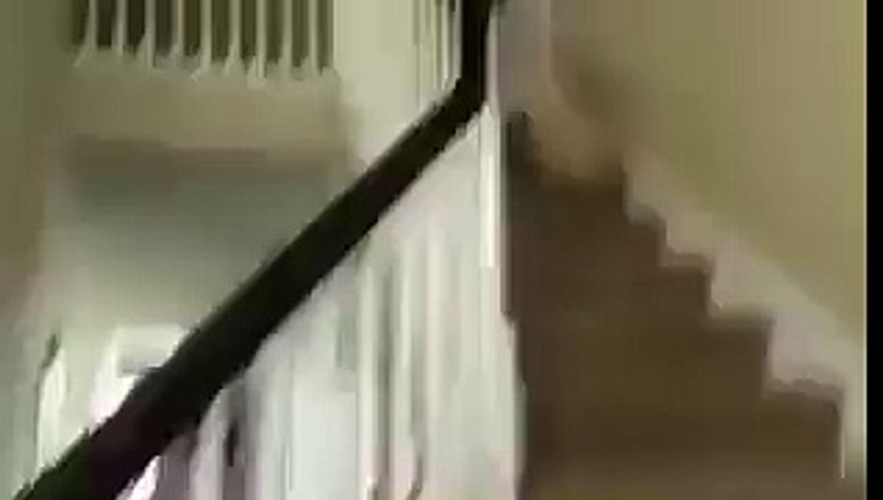 Funny Dog
