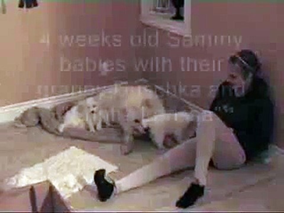 Cute 4 Week Old Boxer Puppies Playing with Baby _  _ by Every New