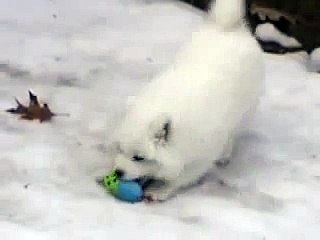 Cutest Boxer puppy meets Boxer dog for the first time _ Samoyed puppy   _ by Every New