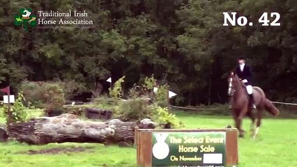 TIHA Hunter Show and Go 2015 - 42