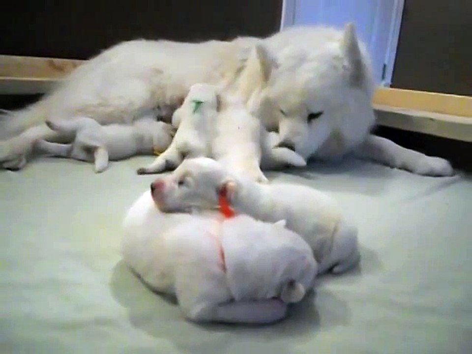 Dachshund - Cute 6 Day Old Puppies __ BEST FUNNY ANIMALS COMPILATION   _ by Every New