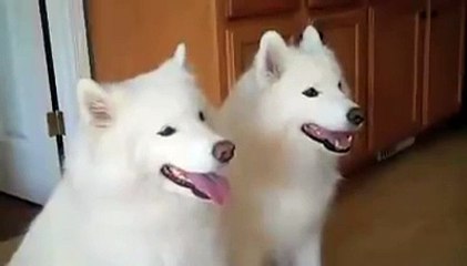 Funny Videos Of Dogs Compilation 2014 _ Samoyed puppy __HD__  _ by Every New