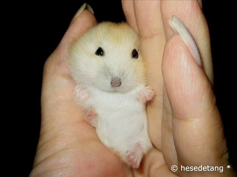 Funny Rabbit Bunny Eating __ Funny rabbit videos compilation 2014  _ by Every New