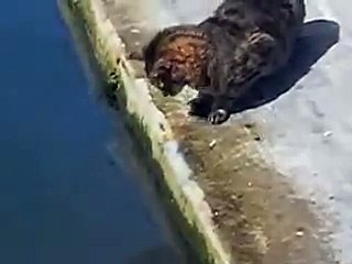 Clever Fishing Cat