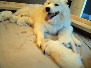 Hundreds of Mangoworms in a 11 day old puppy (White)  _ by Every New