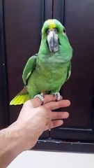 Masha Allah......Parrot Recite Kalma Shreef.