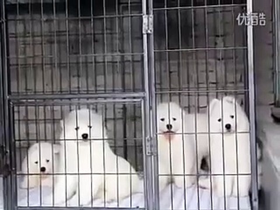 Samoyed puppy hugs #2 __ 47 days old Samoyed puppy  _ by Every New