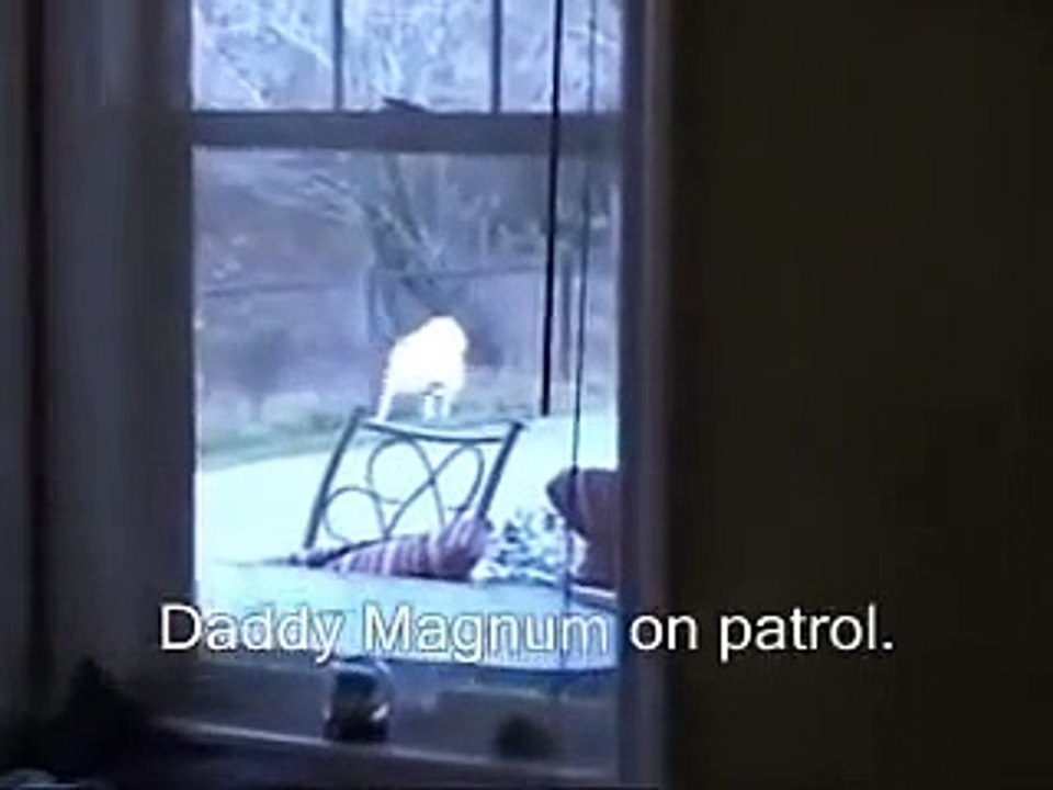 White Labrador Retriever Puppies playing 6 weeks CUTE explosion (Buc~A~Buc Farm)  _ by Every New