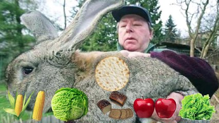 Аномально Большие Животные, Которые Реально Существуют - IQ Club