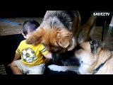 Big Dogs Plying with Babies