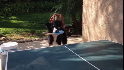 Dog shows off impressive table tennis skills