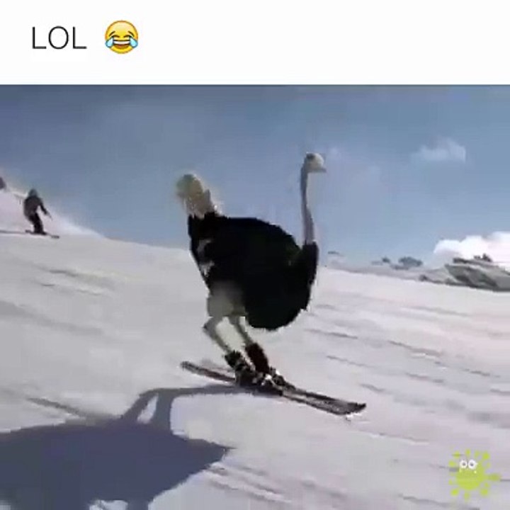 ostrich skating