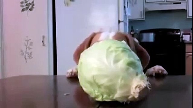 Все любят капусту.)))