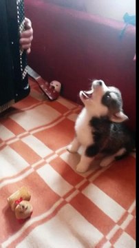 Подарили Отцу собаку. Думали вернёт назад. Сегодня пришел к ним в гости-ПОЮТ