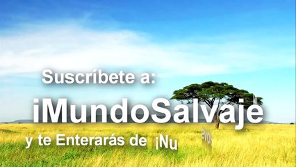 Afrikada piton ve timsahın kavgası