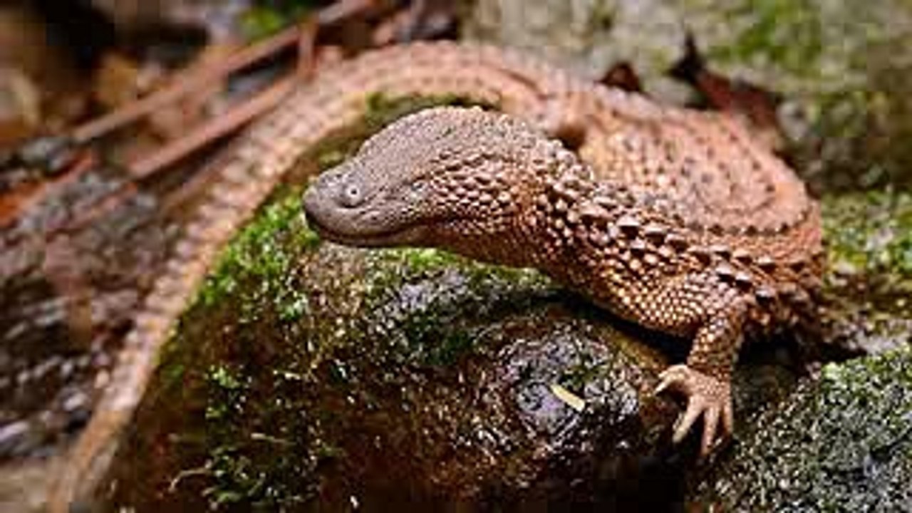 5 Terrifying Creatures You Won't Believe Exist!...