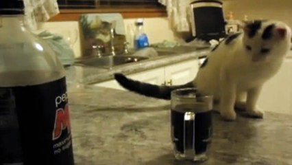Ce chat n'aime pas le pepsi.. il voulait du coca!!!