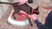 Comment apprendre au chat à faire ses besoins dans les toilettes