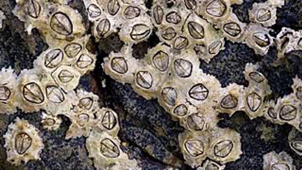 5 Weird Animal Penises    5 Weird Animal Facts   AnimalBytesTV