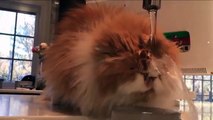 Смешное Видео с КОТАМИ! Котэ! Funny Cats Video Compilation