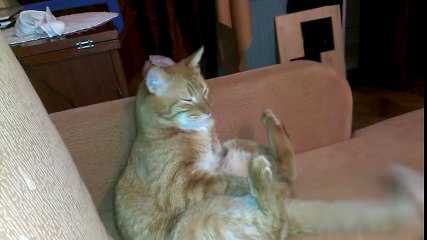 Amazing cat don't  want to put her feet down