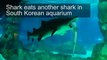 Shark eats another shark in South Korean aquarium