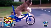 BEST FUNNY Cats & Dog Fails 2016 Top ANIMALS COMPILATION
