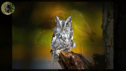 Owls - Affection, delight, smiles #3