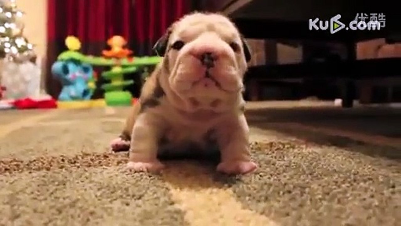 [funny pets]Adorable baby dog woke up to find mom