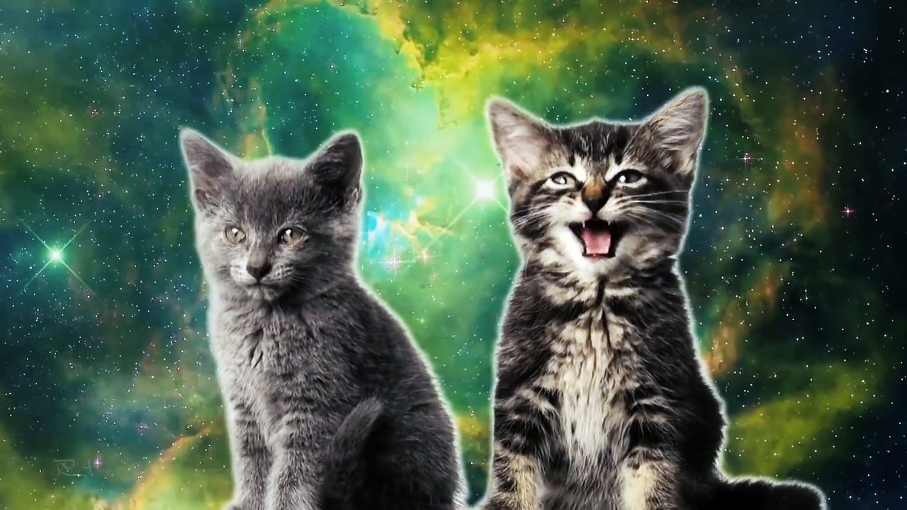 Котята прикольно поют