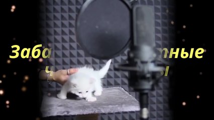 Маленькие поющие котики