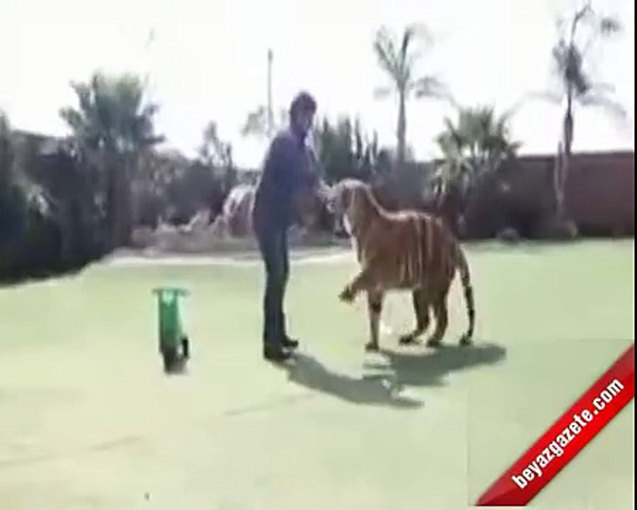 Evde Bir Kaplanla Yaşıyorlar