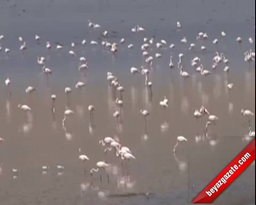 Flamingolardan Görsel Şölen