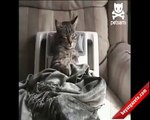 Flaş! Kedi Masaj Yaptırıyor!