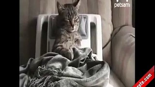 Flaş! Kedi Masaj Yaptırıyor!