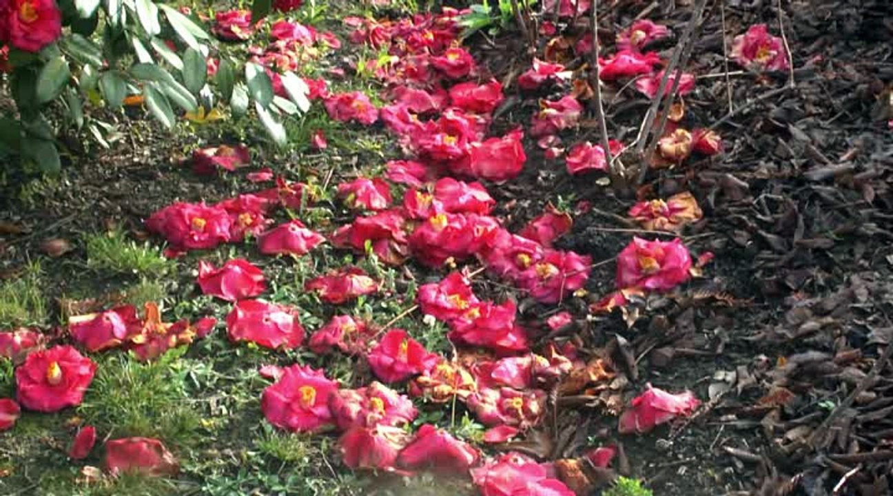 LES W-D.D. MICHOU NEWS - 30 JANVIER 2016 - PAU - LES TRAVAUX DU Bd DES PYRÉNÉES DE LA 4ÈME SEMAINE DE JANVIER