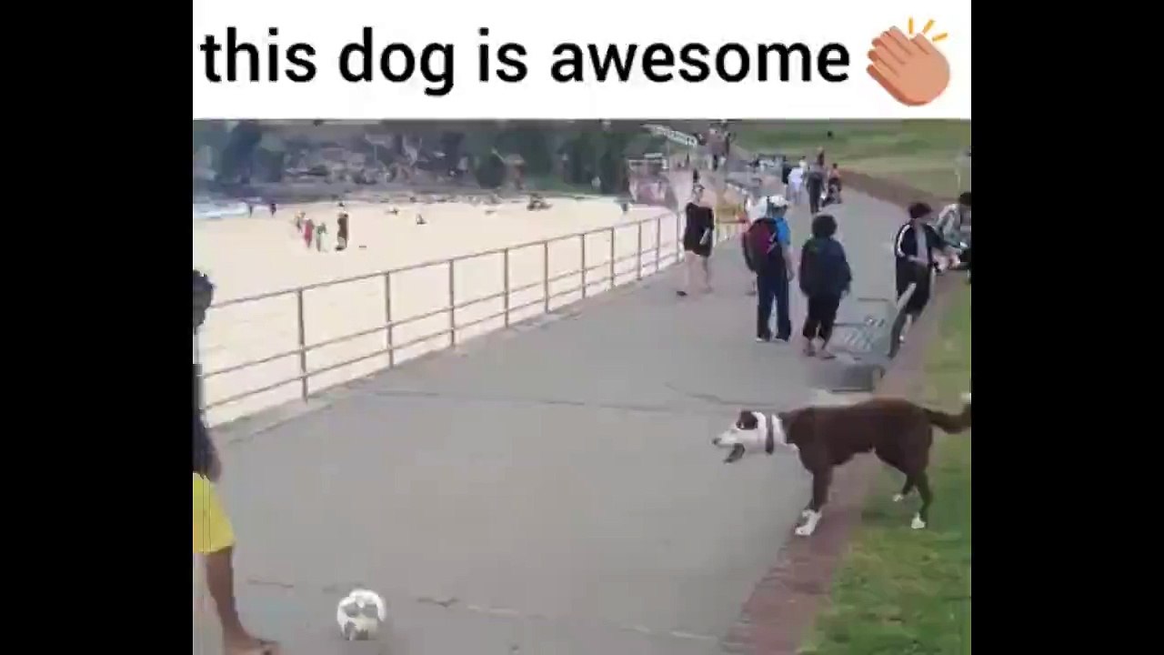 Most Talenetd Dog Video 2016