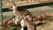 Funny Kangaroos Compilation PRT-1-Cute Baby Kangaroos Funny video -