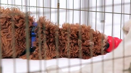 How to Pick the Right Dog or Puppy for You - DogHow2Vids