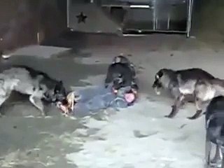 Kurt Köpeklerinin İçine Etle Dalarsan Ne Olur_