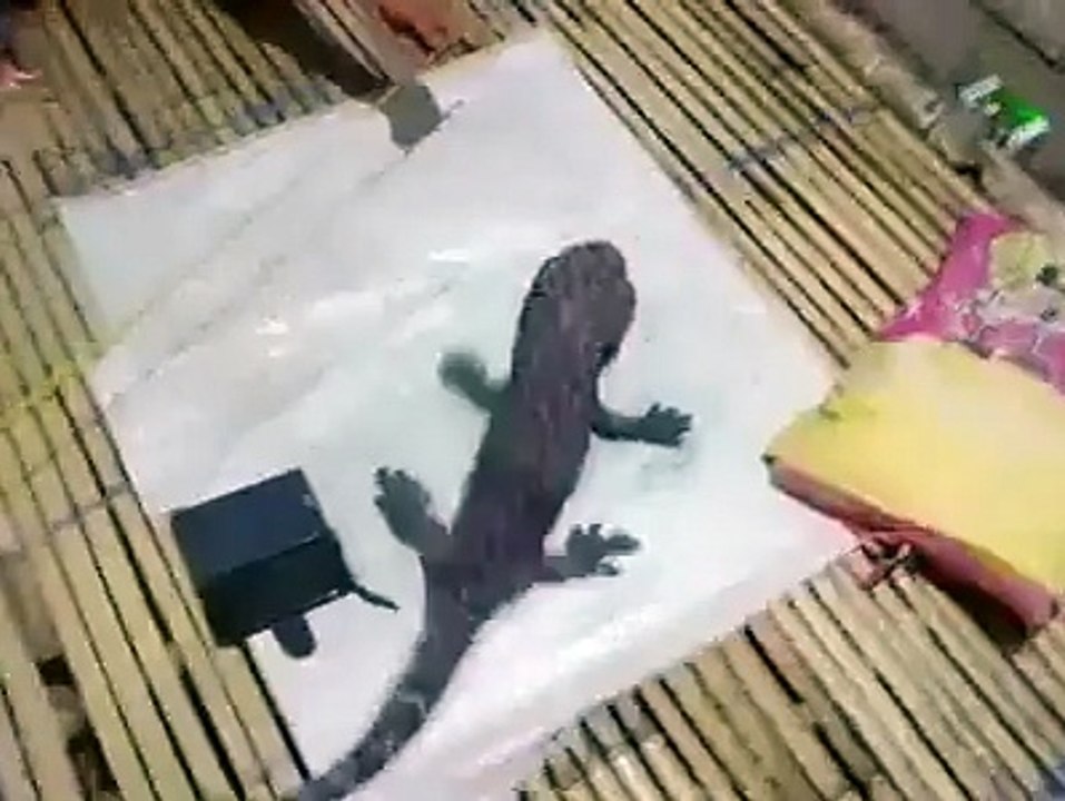 giant gecko philippines
