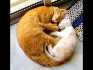 Funny animals pictures  _-_ By Good Movies To Watch