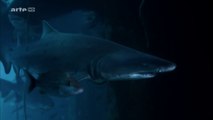 documentaire 2016 L ULTIME PREDATEUR DES MERS ICROYABLE !! 2016 HD
