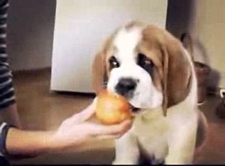 Funny video - Doggy like to eat apple  _-_ By Good Movies To Watch