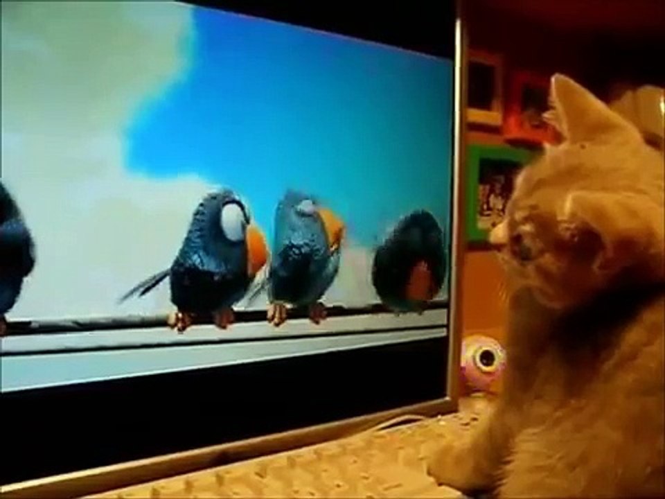 Кошки! Улыбнись !!!